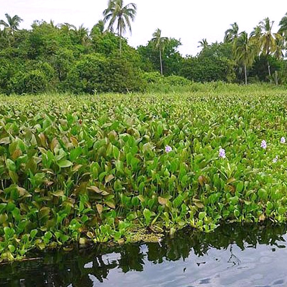 Visitar la La Laguna y Playa de Valentín – GUERRERO, MARAVILLAS NATURALES